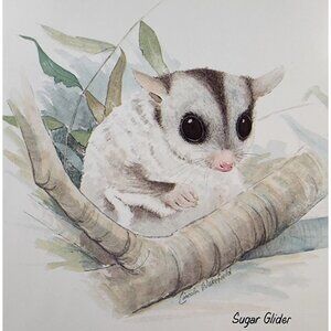 Jason Collection Australian Animals Coaster Set Of 6  Cork Back  Ringtail Possum